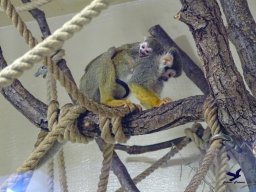 Tiergarten Schönbrunn am 20.10.2025